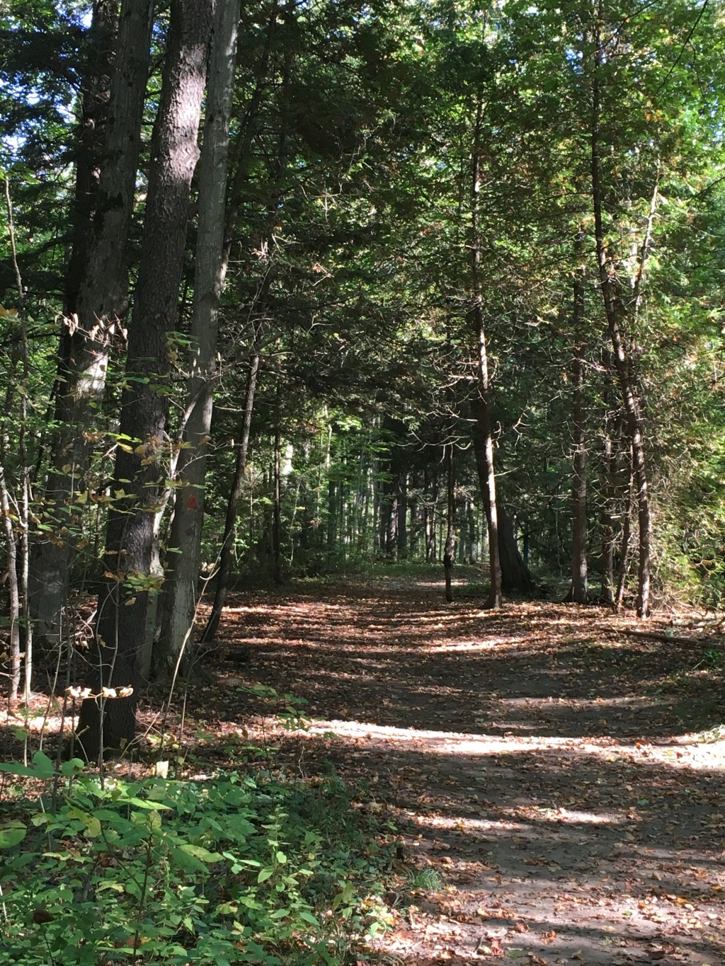 Read Psalm 91: Dangers on the path&nbsp;ahead