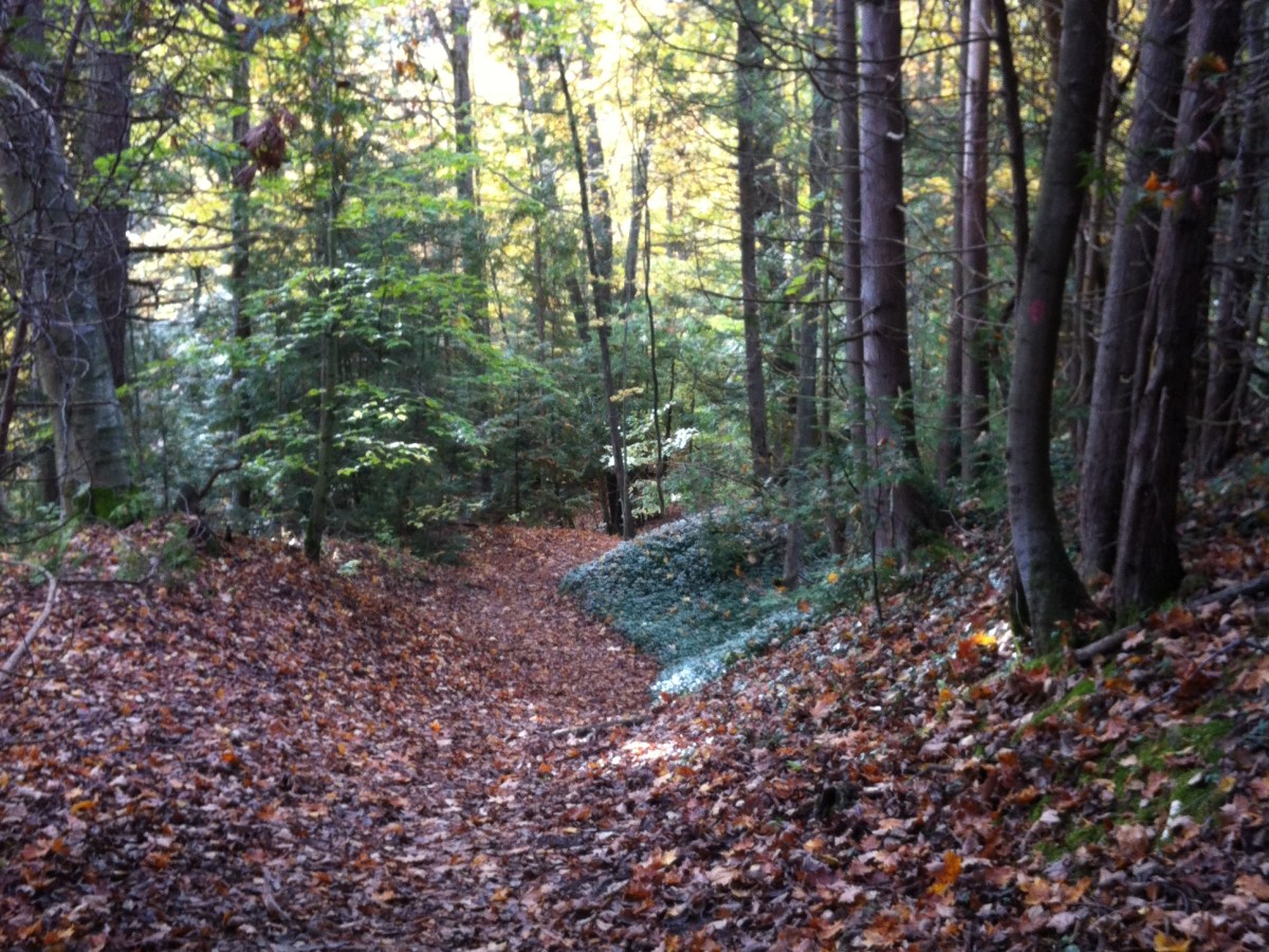 Finding God in&nbsp;Nature